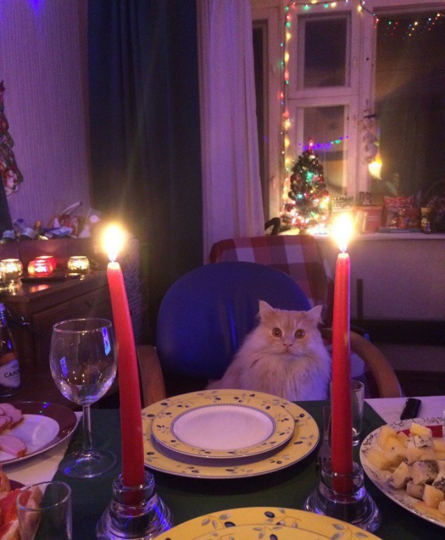 Прикольных котов пост