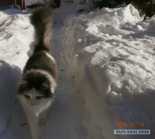 Котовторник 20.02.18