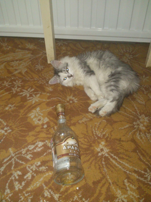 Живность из сети