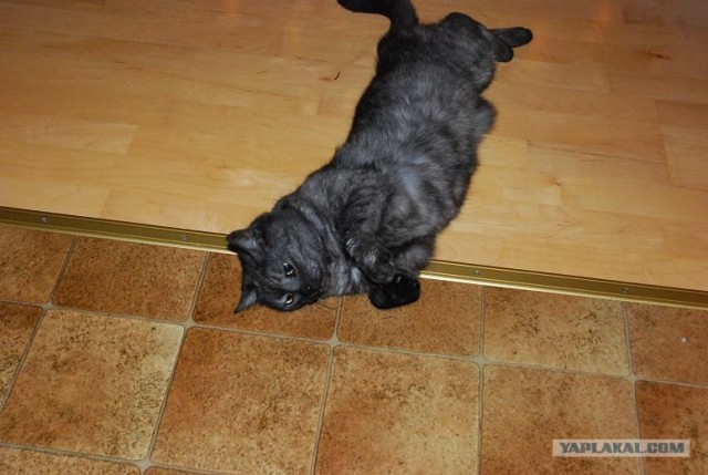 Уррааа! Котомет на ЯПлакалъ.