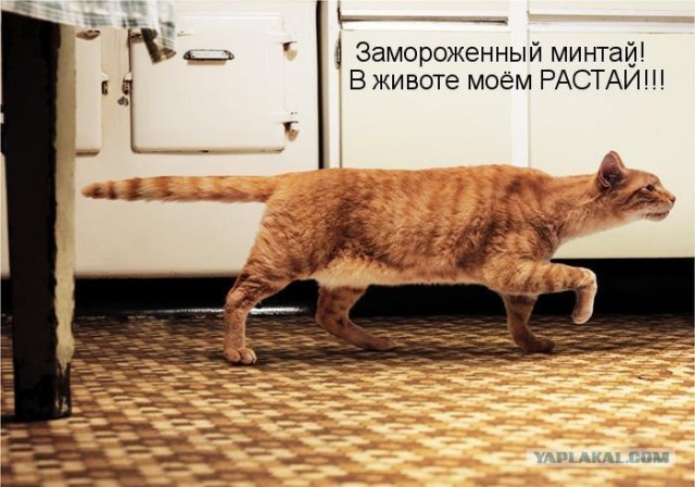 Котовторнику Да (09.12.08)