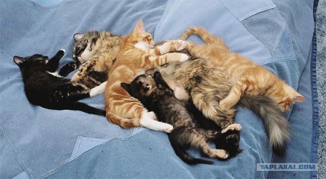 Котовторник!