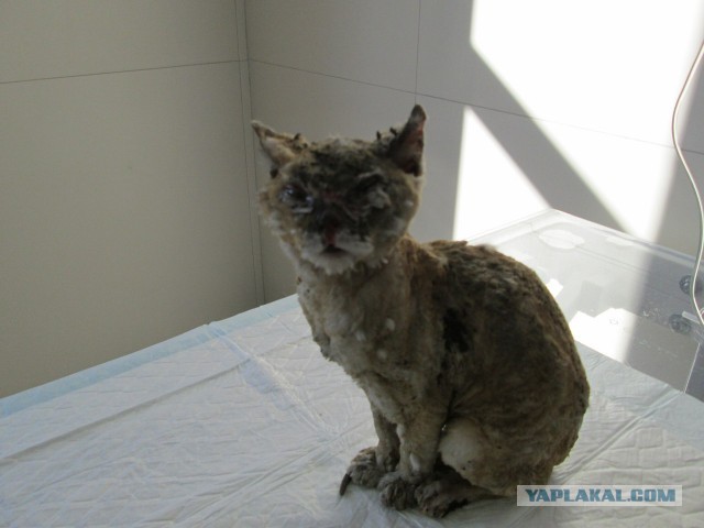 Помощь котейке