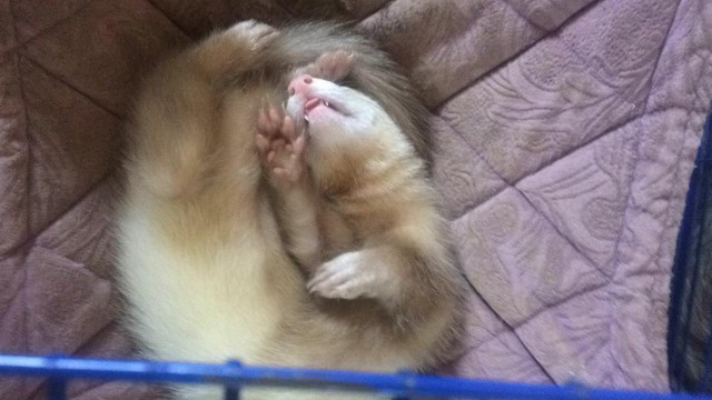 Спокойной ночи . Милота уснула