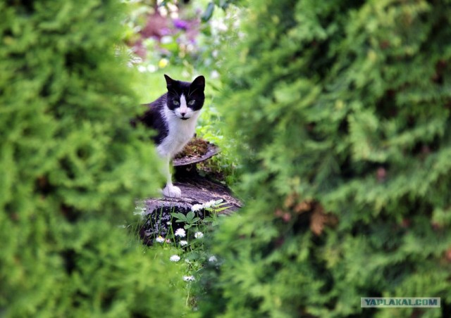 А как же Котовторник?!