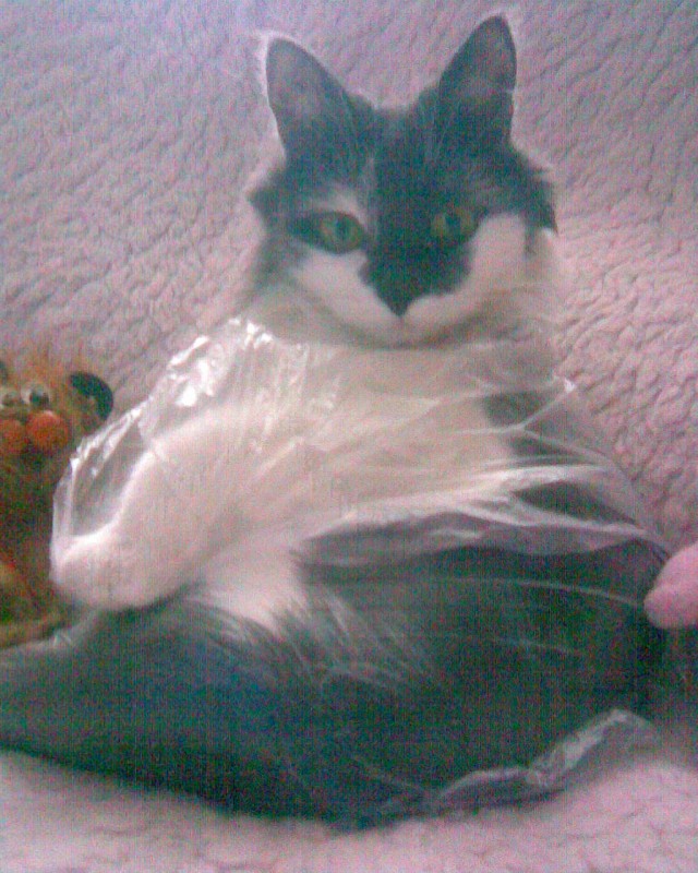 Начинаем котовторник!
