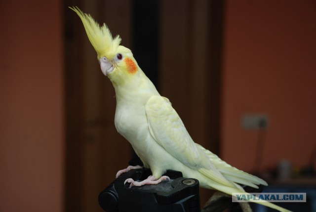 Девушки с собакой: почему их боятся мужчины?