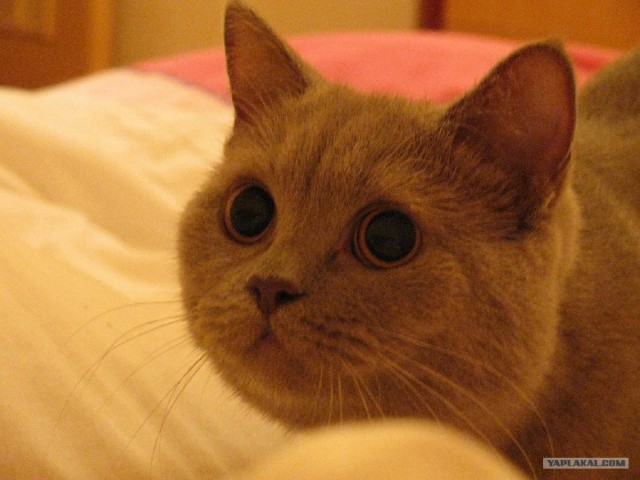 Первый котовторник июля