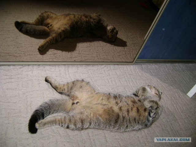 Котовторник! 11.10.11