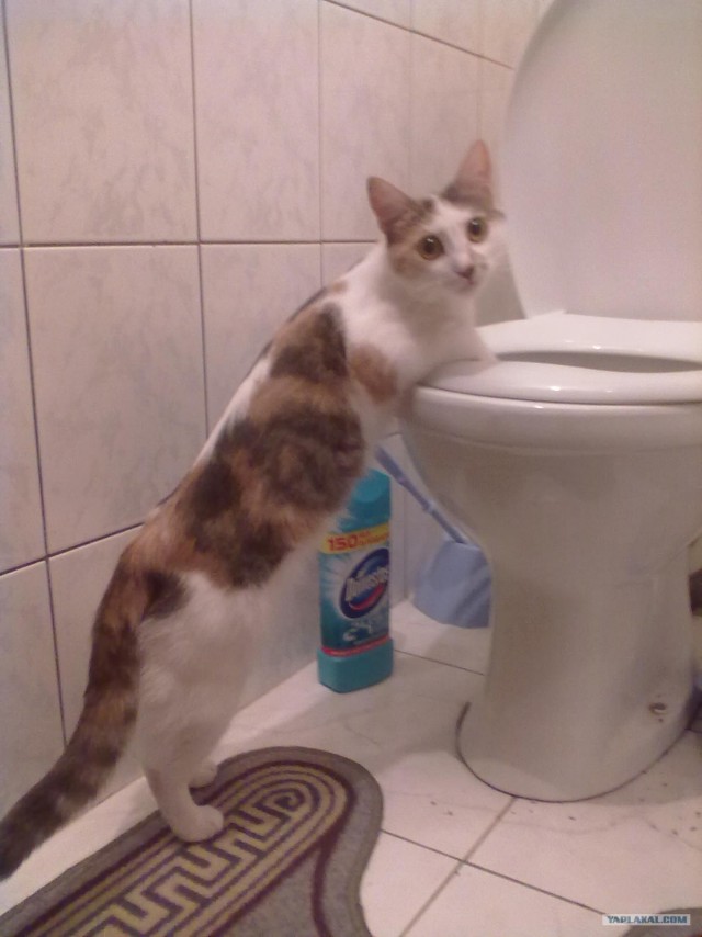 Котовторник!