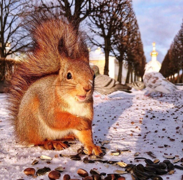 Живность из сети