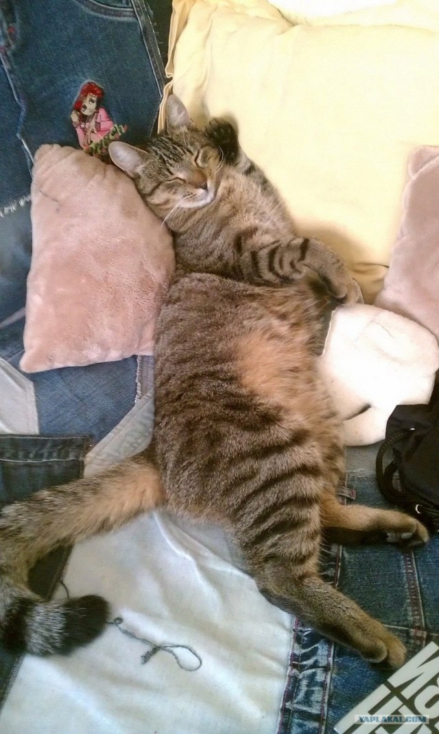 Котовторник (31.01.2012)