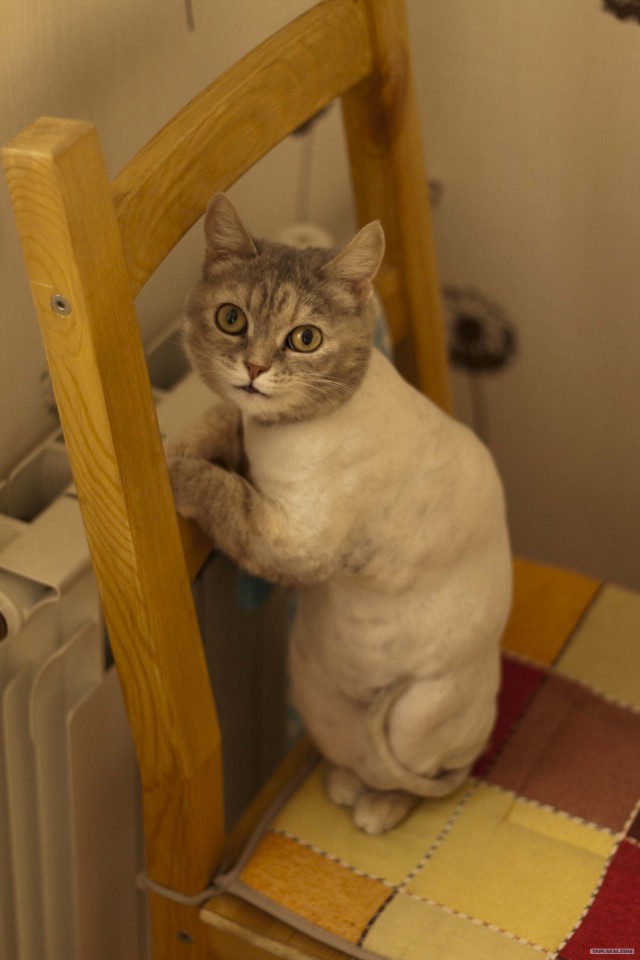 Котовторник (07.02.2012)
