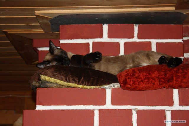 Котовторник 20.03.2012
