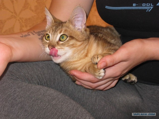 Котовторник  28.08.12