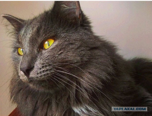 С Днём кошки!