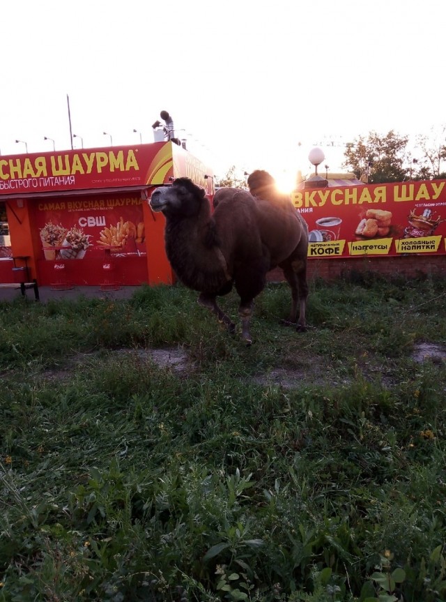 Живность из сети