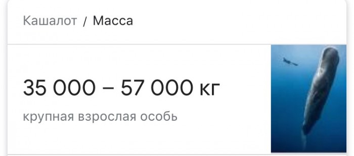 Что происходит с китами после смерти