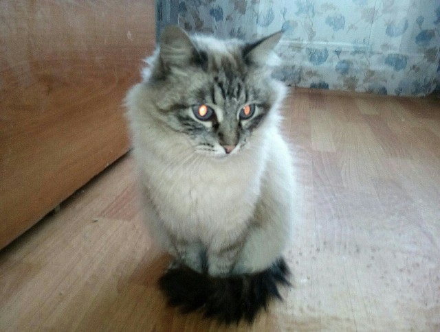 Котики
