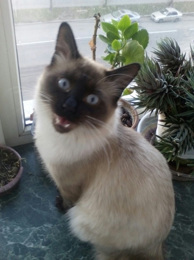 Котики