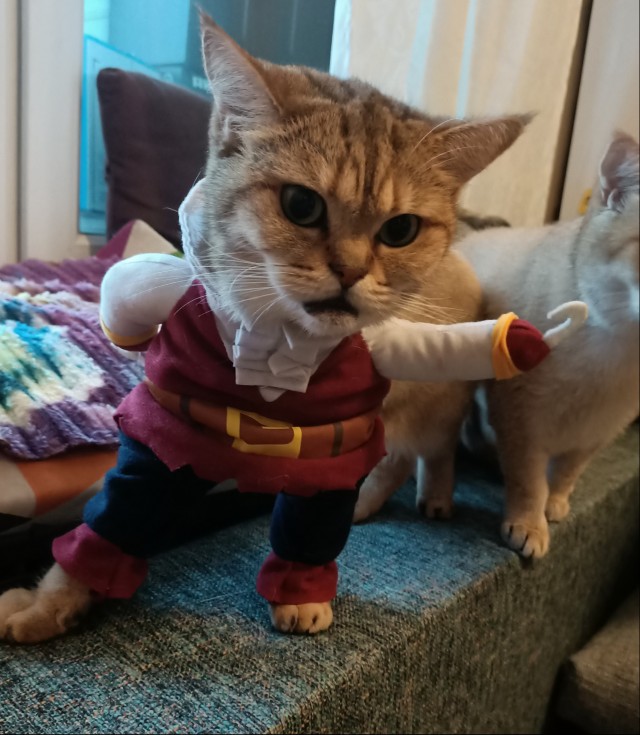 Котофеев пост