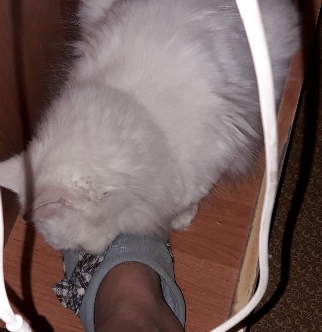 Давайте по котикам, которые с нами на самоизоляции