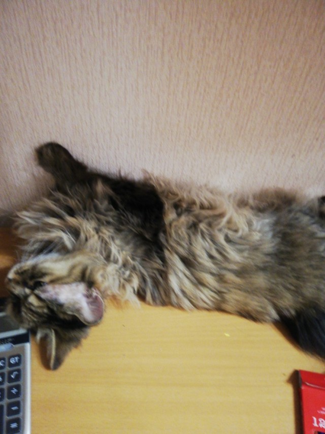 Эти забавные животные