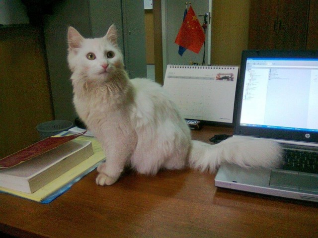 В завершение котовторника.