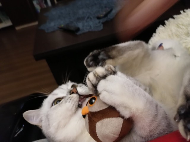 Котовторник. Наша собственная банда