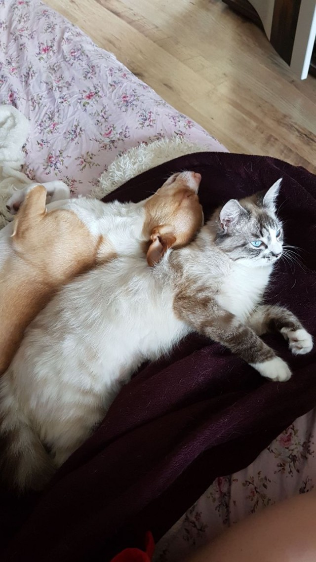 Последние котики января