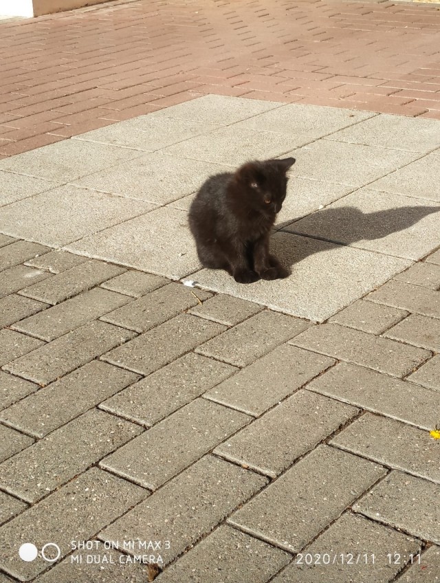 Уличные котаны