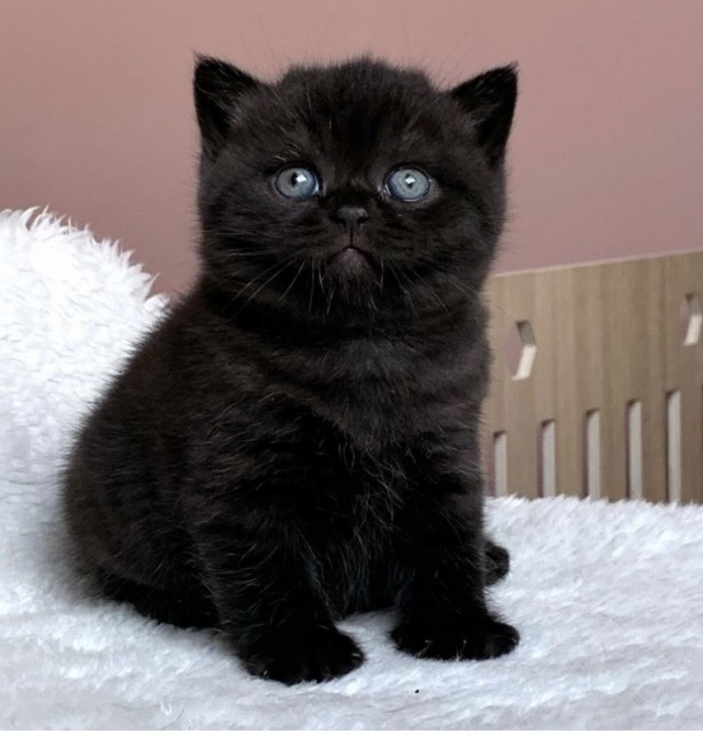 Котовторник (свои добавляем)