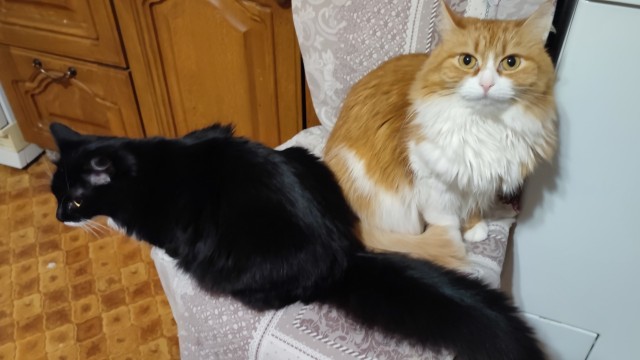 КоТик