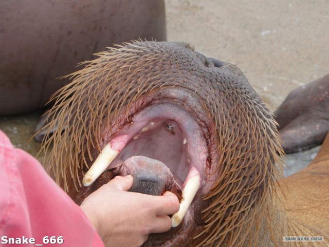 SeaworlD  Япония