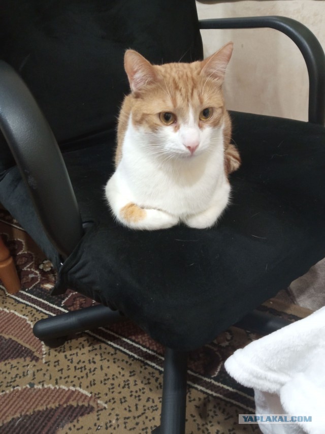 МИРУ - МИР ! Котикам - котовторник !