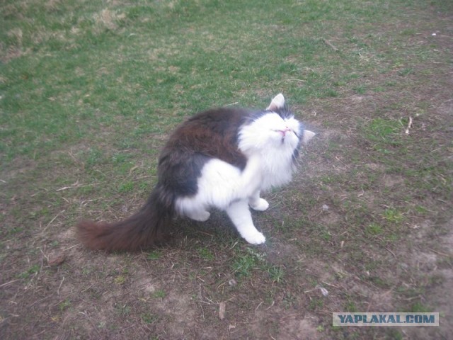 Жизнь домашнего приюта для котеек 390