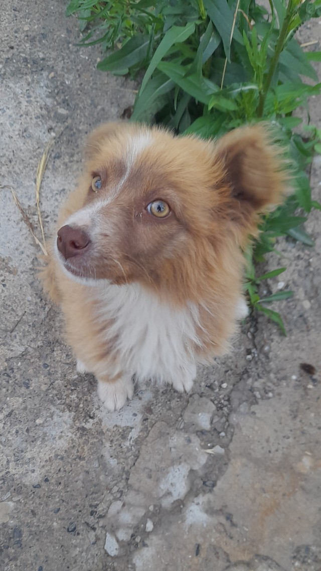 Нашёл собачку на улице