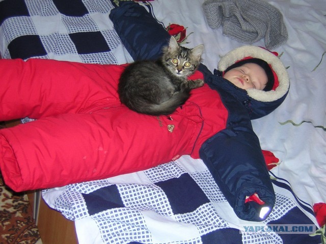 Котовторник 26.03.2013
