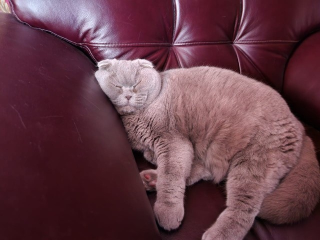 Котовторник