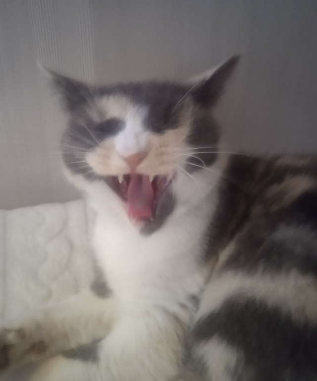Я опять кота нашёл