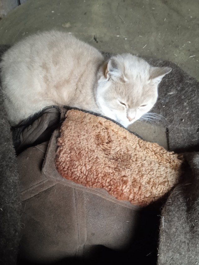 Пришлые