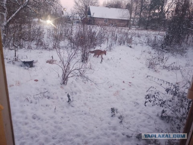 Жизнь домашнего приюта для котеек 473