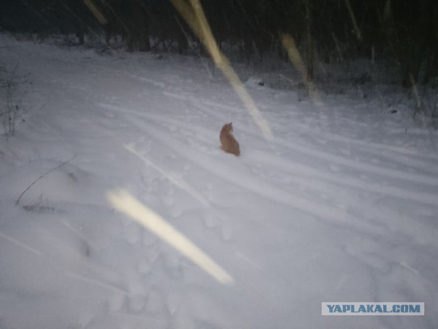 Жизнь домашнего приюта для котеек 478