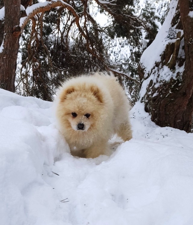 Собакочетверг