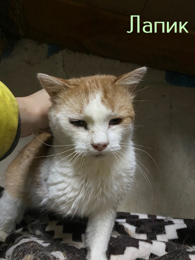 Жизнь домашнего приюта "Котоленд" 427