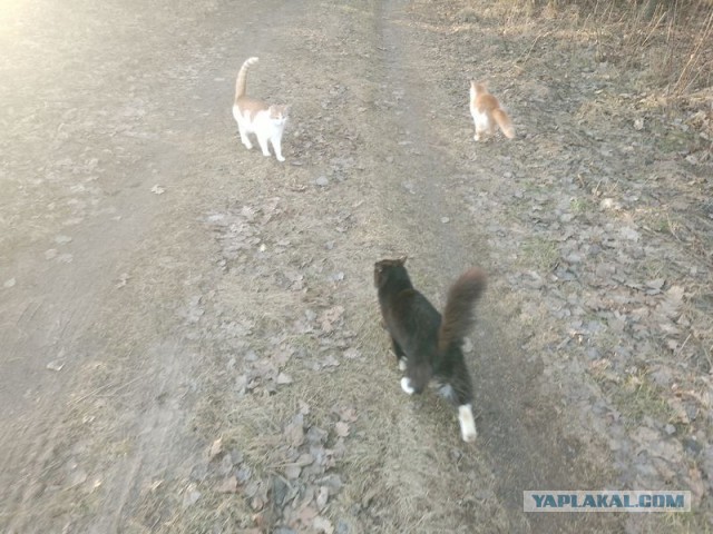 Жизнь домашнего приюта для котеек 483