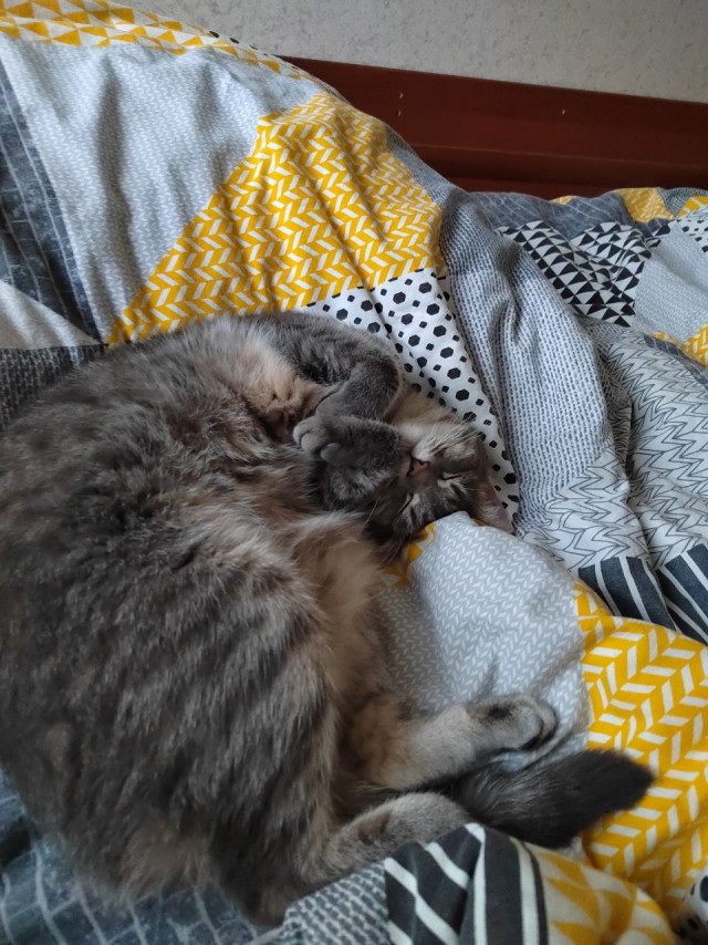 Котовторник 09.04.24