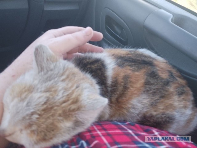 Жизнь домашнего приюта для котеек 494