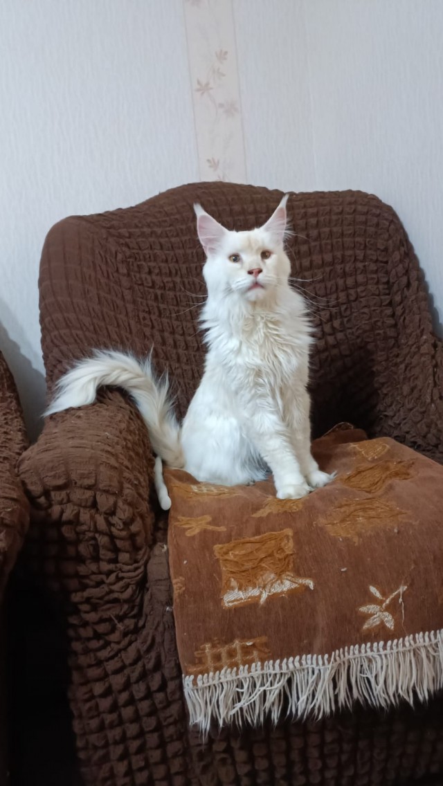 Погулять с котом можно не хуже, чем с собакой