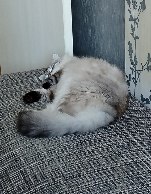 Купила кошке ковëр